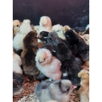 Zijdehoen kuikens hennen EU